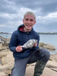 Black Seabream