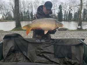 Common Carp