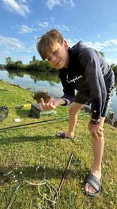 Green Sunfish