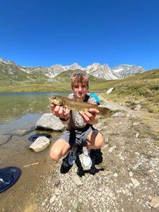 Brown Trout