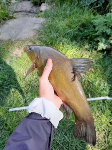 Tench