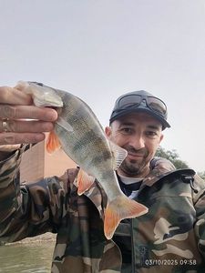 European Perch