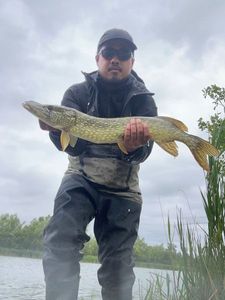 Northern Pike