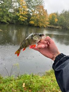 European Perch