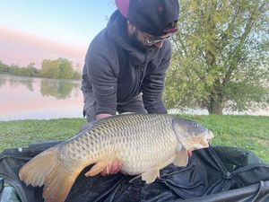 Common Carp