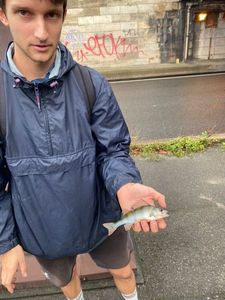 European Perch