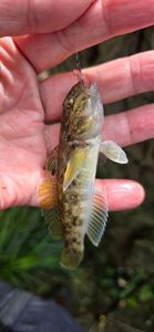 Round Goby