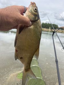 Common Bream