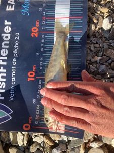 Arctic Char