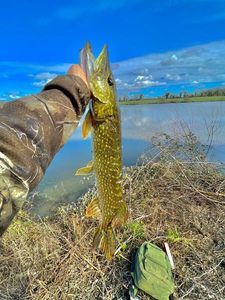 Northern Pike
