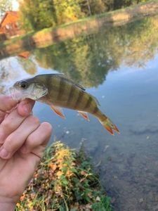 European Perch