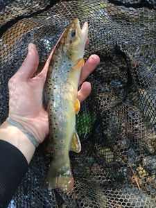 Brown Trout