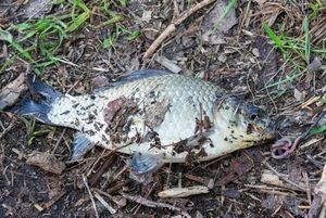 Common Carp