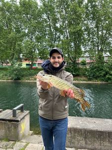 Northern Pike