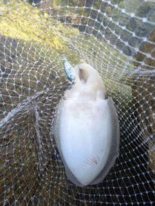 Common Cuttlefish