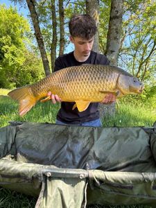 Common Carp