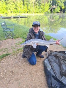 Sturgeon