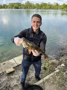 European Perch