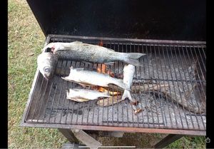 Golden grey mullet