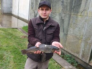 Brown Trout