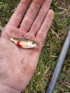 Mirror Carp
