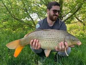 Common Carp