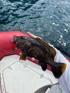 Peacock Grouper