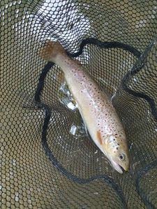 Brown Trout