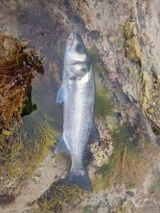 European Bass (Seabass)