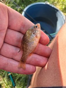 Pumpkinseed