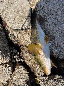 Ballan Wrasse