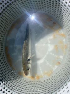 European Bass (Seabass)