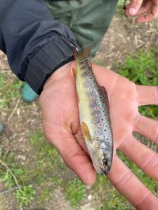 Brown Trout