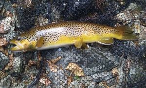 Brown Trout