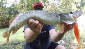 Northern Pike