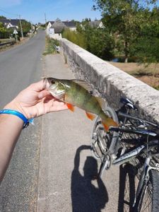 European Perch