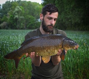 Common Carp