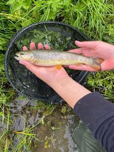 Brown Trout