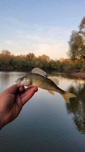European Perch