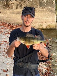 European Perch