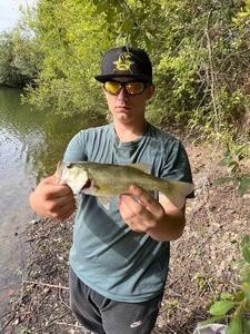 Largemouth Bass
