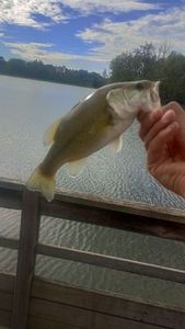 Largemouth Bass