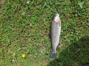 Rainbow Trout