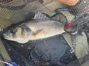 European Bass (Seabass)
