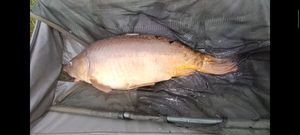 Mirror Carp