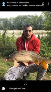 Common Carp