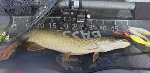 Northern Pike