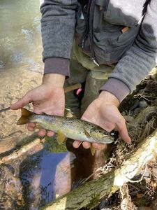 Brown Trout