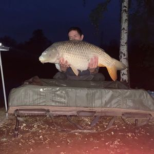 Common Carp
