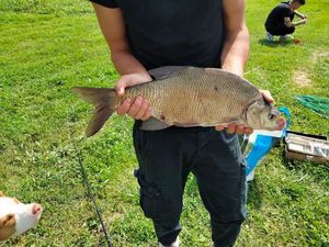 Common Carp